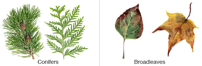 Leaves: Conifers e Broadleaves