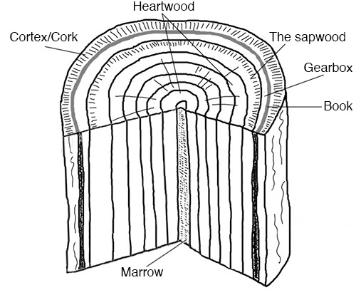 Parts of the trunk